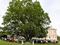 wedding ceremony under the sycamore tree